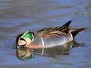 Baikal Teal (WWT Slimbridge March 2019) - pic by Nigel Key